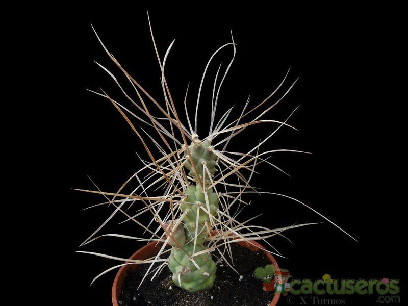 A photo of Tephrocactus aoracanthus
