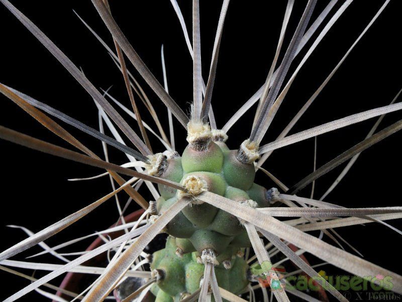 A photo of Tephrocactus aoracanthus