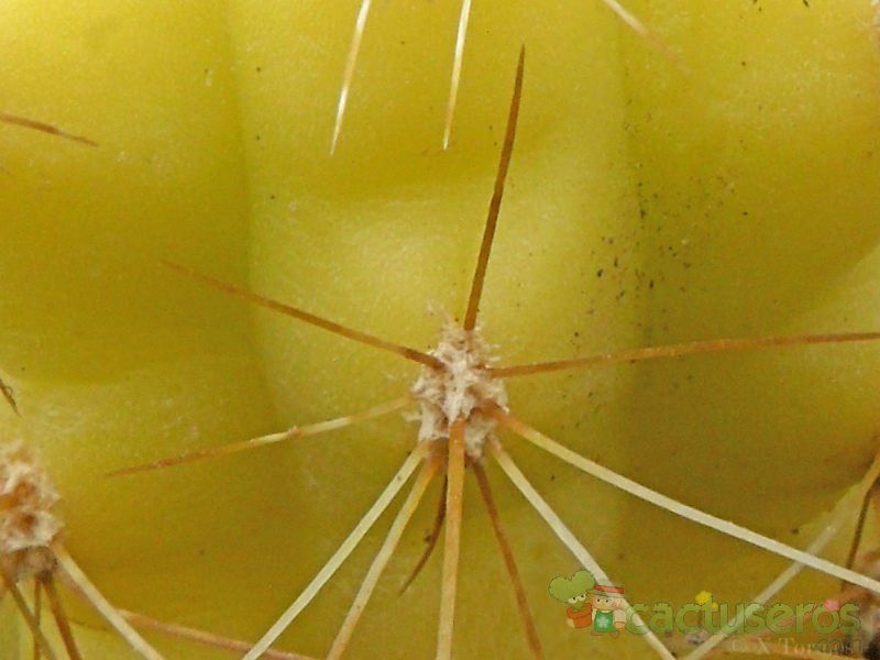 A photo of Matucana aurantiaca