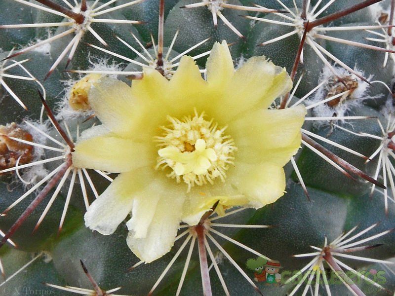 Una foto de Mammillaria lindsayi