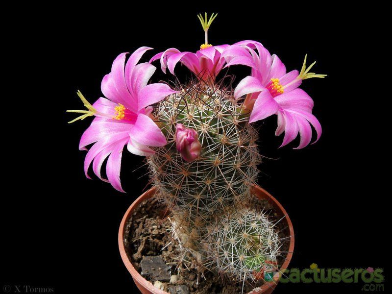 A photo of Mammillaria mazatlanensis ssp. patonii