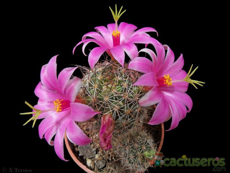 A photo of Mammillaria mazatlanensis ssp. patonii