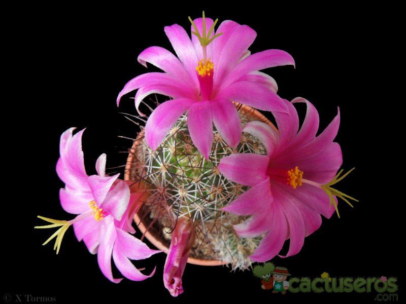 A photo of Mammillaria mazatlanensis ssp. patonii