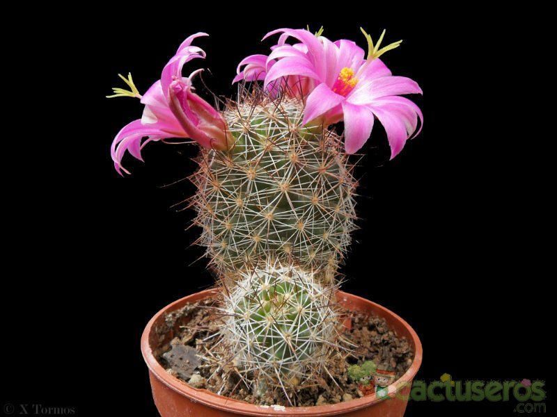 A photo of Mammillaria mazatlanensis ssp. patonii
