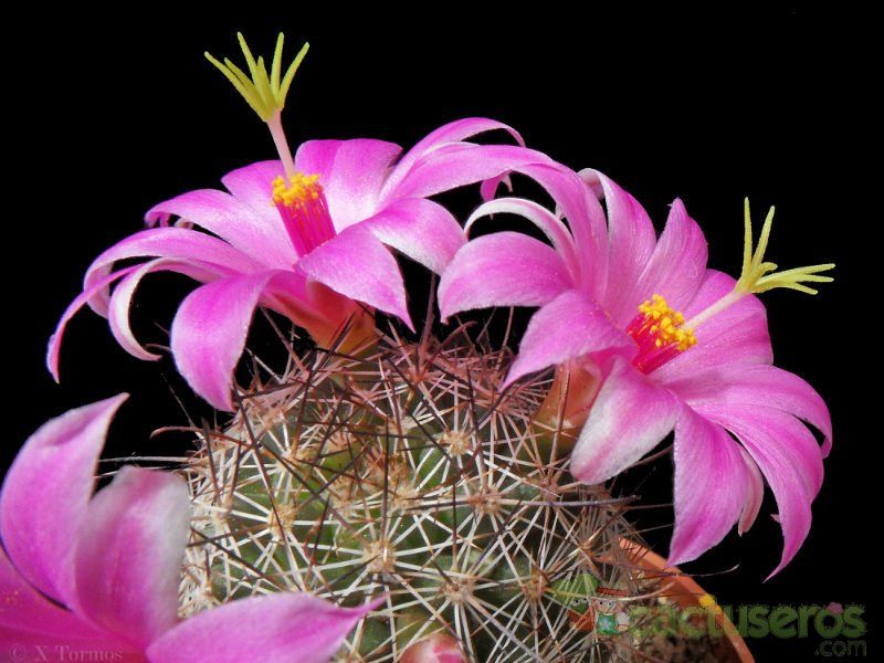 A photo of Mammillaria mazatlanensis ssp. patonii