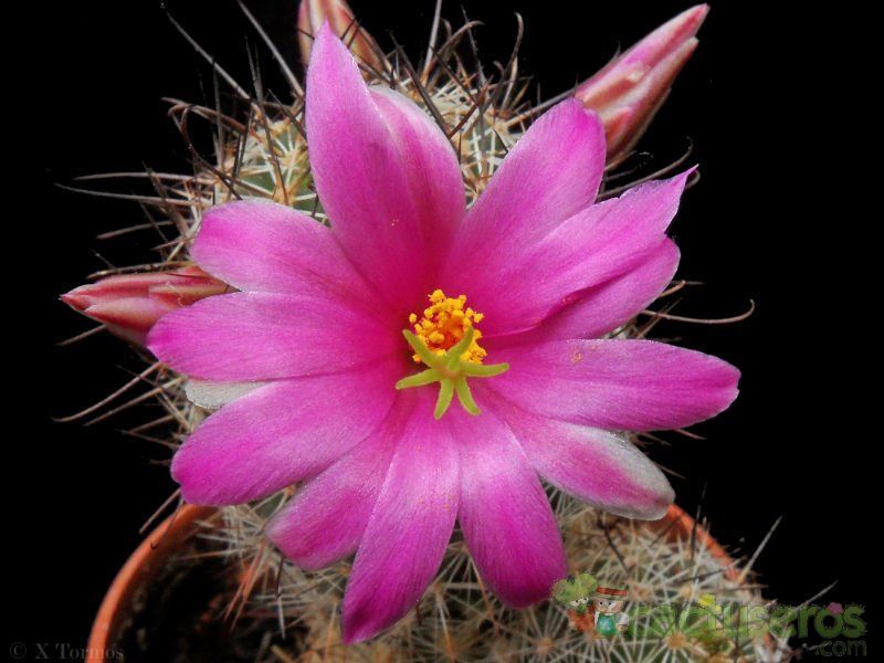 A photo of Mammillaria mazatlanensis ssp. patonii