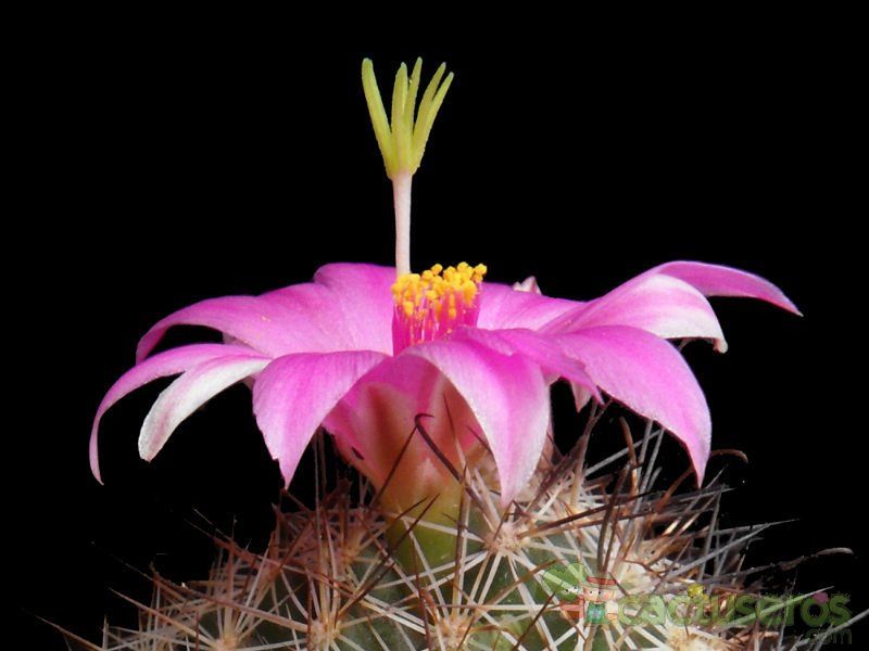 A photo of Mammillaria mazatlanensis ssp. patonii