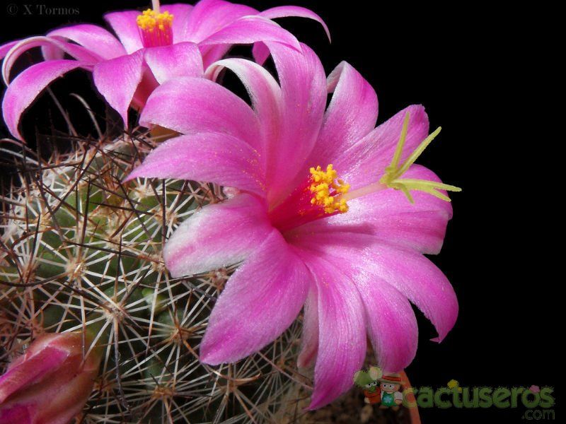 A photo of Mammillaria mazatlanensis ssp. patonii