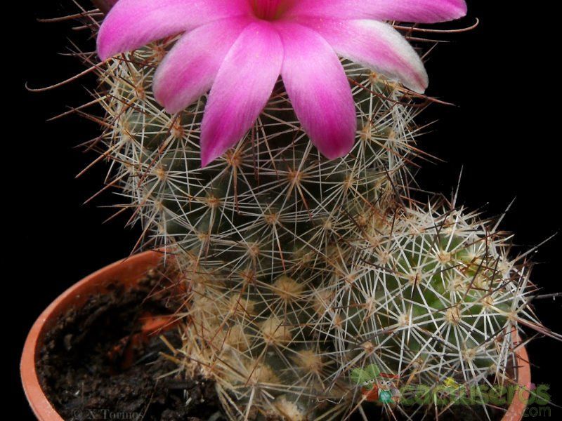 A photo of Mammillaria mazatlanensis ssp. patonii