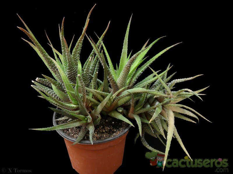 Una foto de Haworthia attenuata var. radula