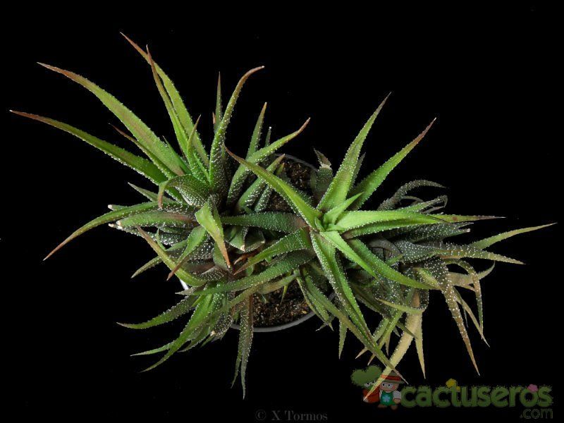 Una foto de Haworthia attenuata var. radula