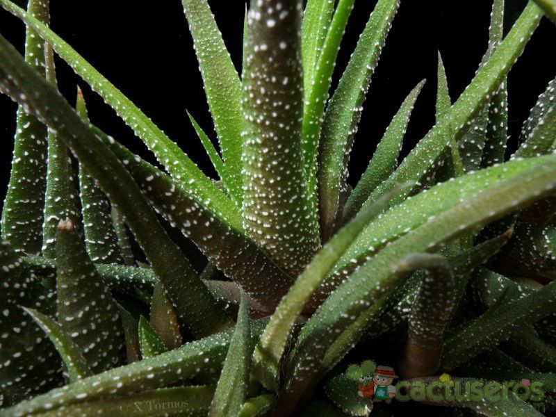 Una foto de Haworthia attenuata var. radula