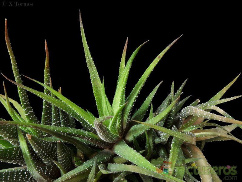 Una foto de Haworthia attenuata var. radula