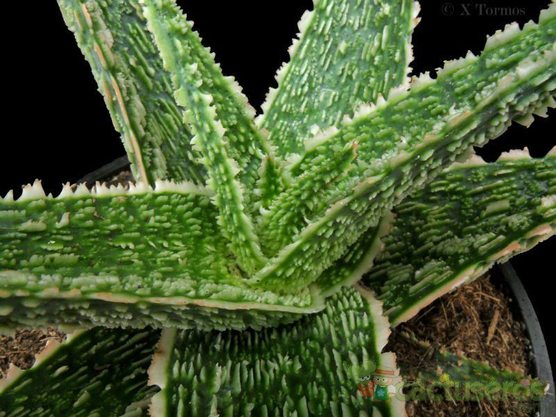 Una foto de Aloe cv. Green Sand (conocido tambien como cv. Vito)