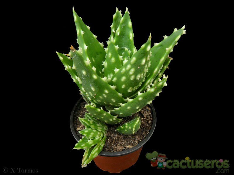 A photo of Aloe perfoliata 