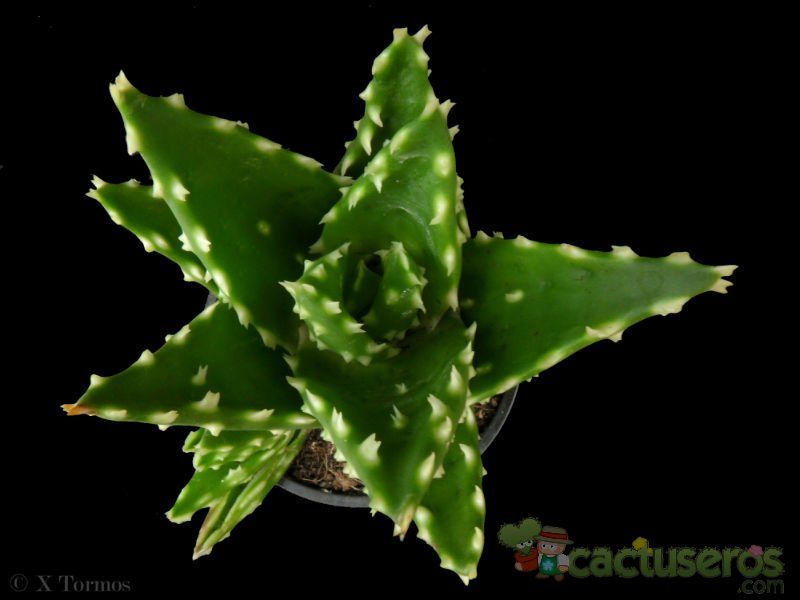 A photo of Aloe perfoliata 