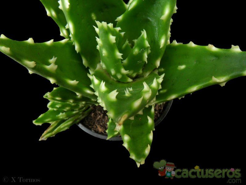 A photo of Aloe perfoliata 