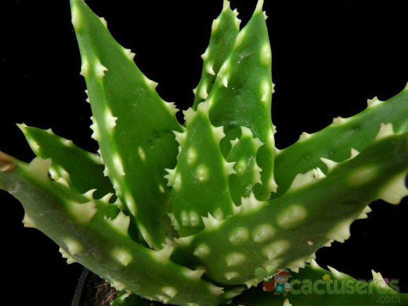 A photo of Aloe perfoliata 
