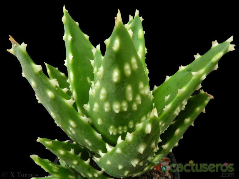 A photo of Aloe perfoliata 