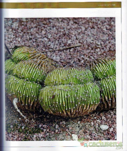 Una foto de Echinopsis pachanoi fma. crestada