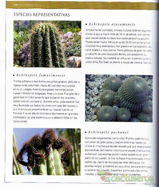 Una foto de Echinopsis pachanoi fma. crestada