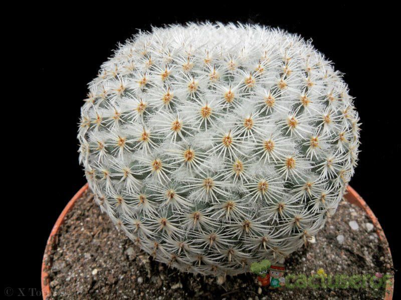 A photo of Mammillaria supertexta