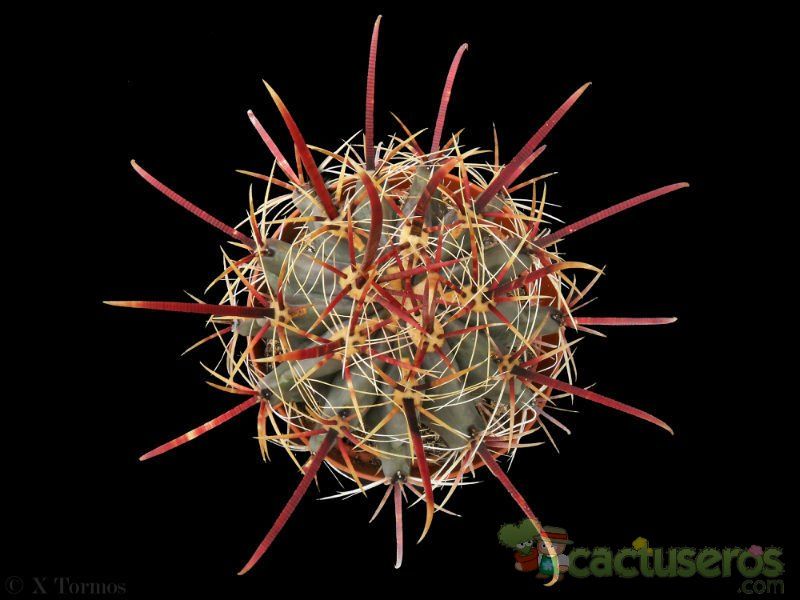 Una foto de Ferocactus gracilis ssp. coloratus