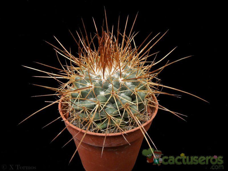 Una foto de Mammillaria petterssonii