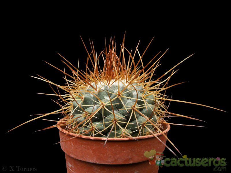 Una foto de Mammillaria petterssonii