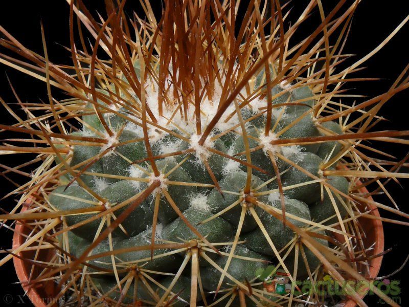 Una foto de Mammillaria petterssonii