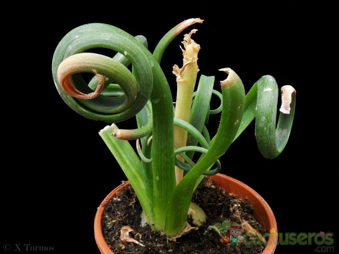 A photo of Albuca spiralis  