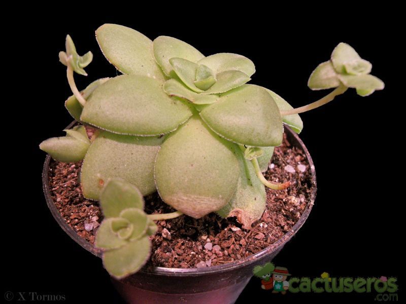 Una foto de Crassula orbicularis