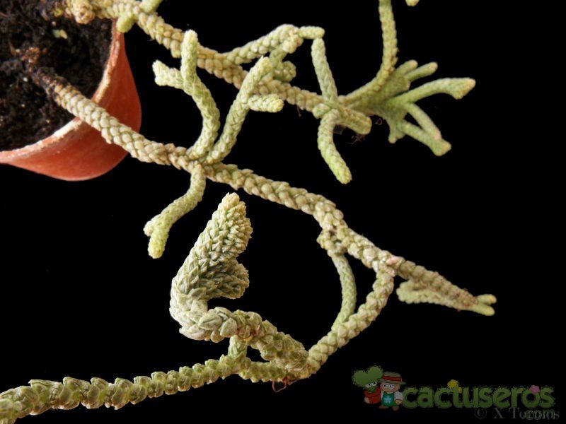 A photo of Crassula muscosa