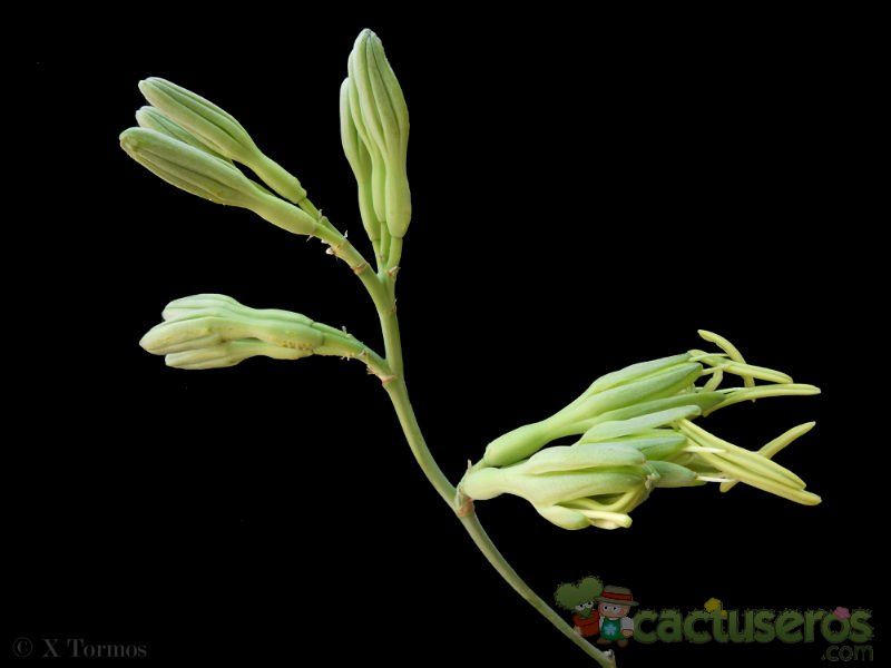 A photo of Agave nizandensis  