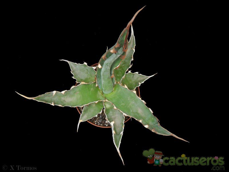 A photo of Agave xylonacantha