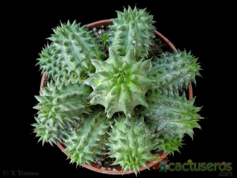 Una foto de Euphorbia susannae