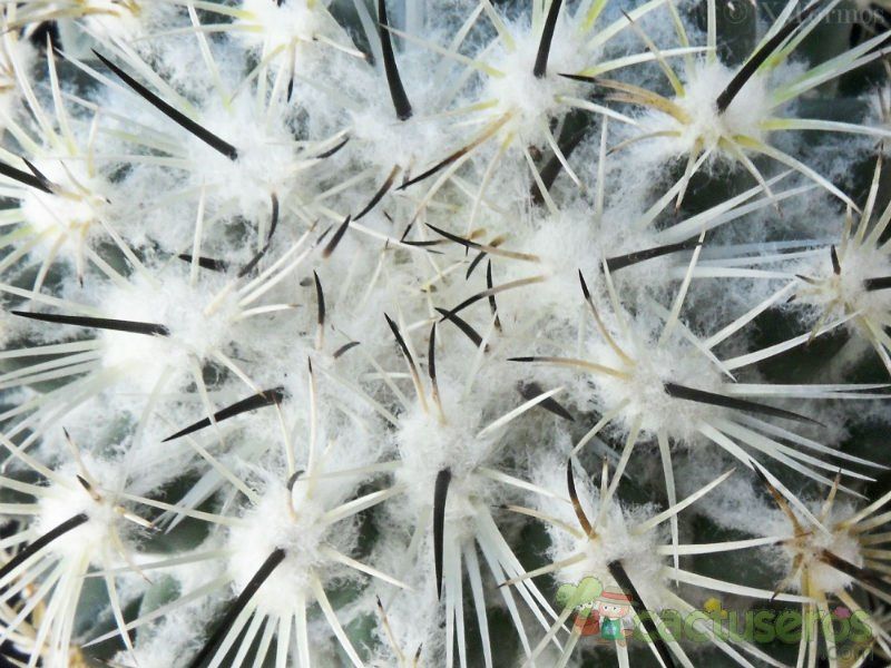 A photo of Coryphantha cornifera