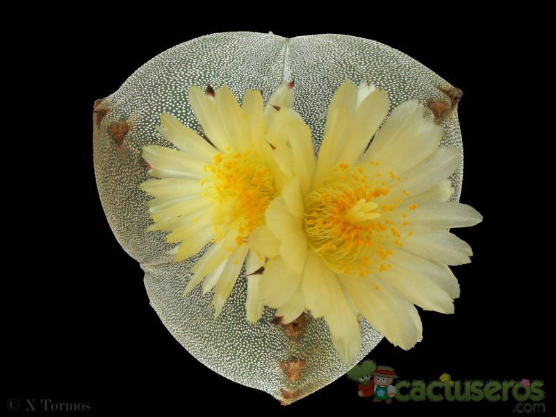 Una foto de Astrophytum myriostigma tricostatum