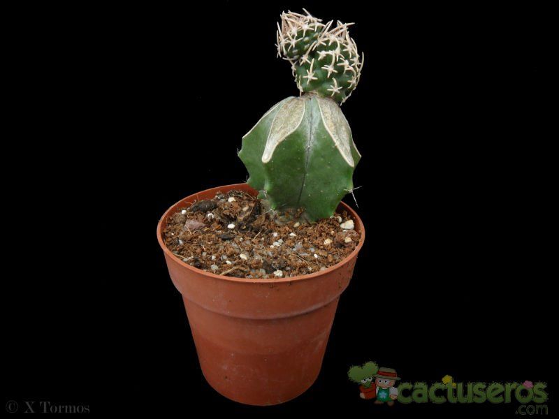 A photo of Pediocactus peeblesianus