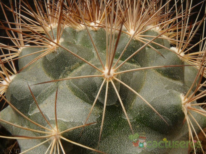 A photo of Escobaria aguirreana