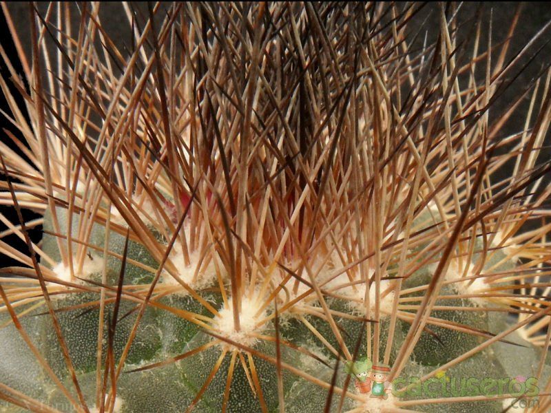 A photo of Escobaria aguirreana
