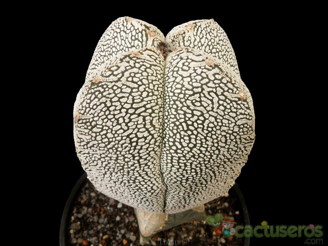 A photo of Astrophytum myriostigma cv. ONZUKA