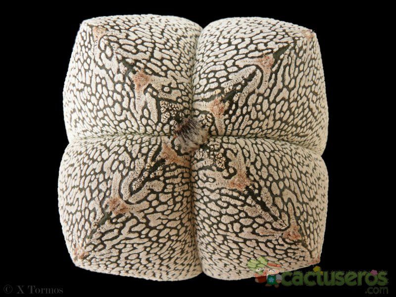 A photo of Astrophytum myriostigma cv. ONZUKA