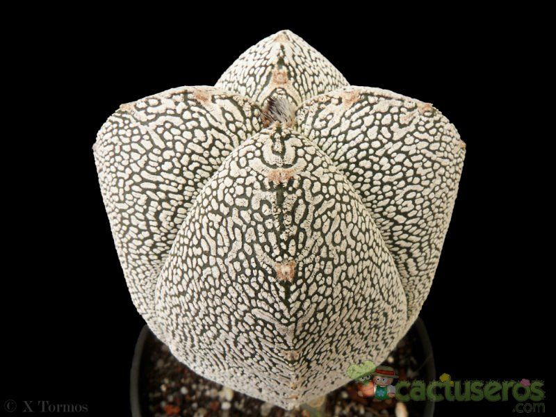 A photo of Astrophytum myriostigma cv. ONZUKA