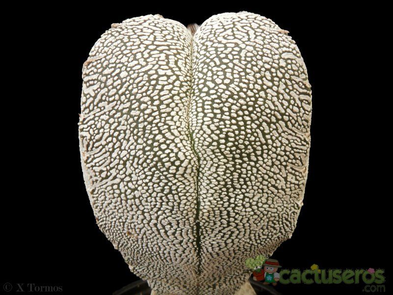 A photo of Astrophytum myriostigma cv. ONZUKA
