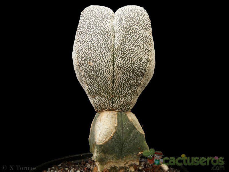 A photo of Astrophytum myriostigma cv. ONZUKA