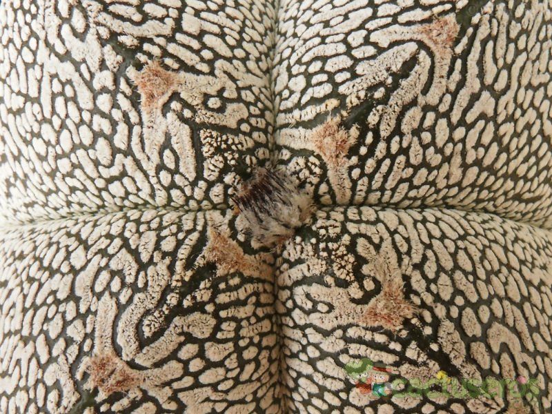 A photo of Astrophytum myriostigma cv. ONZUKA