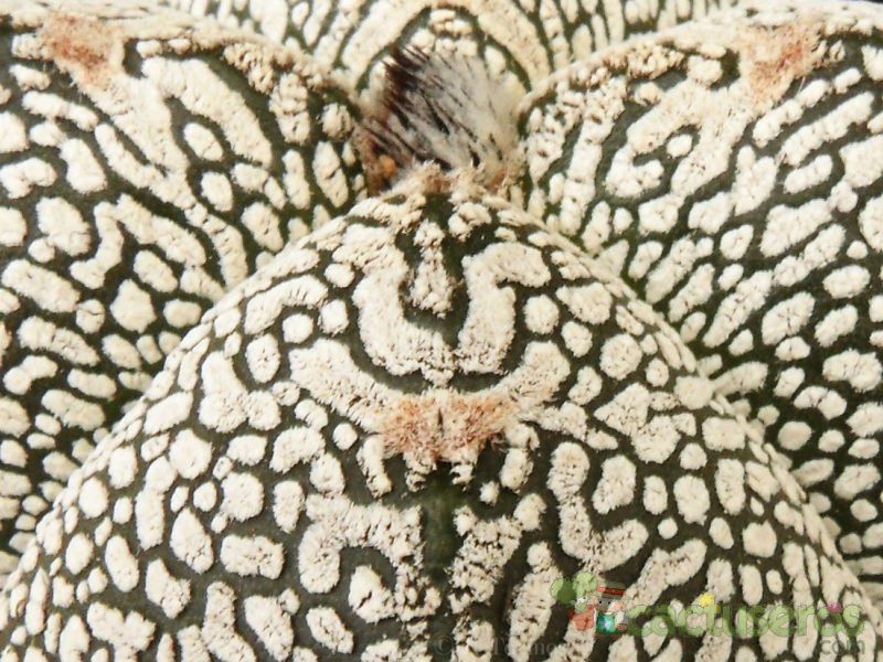 A photo of Astrophytum myriostigma cv. ONZUKA