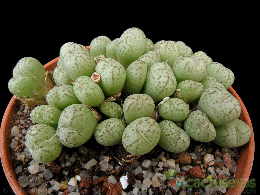 Una foto de Conophytum ficiforme