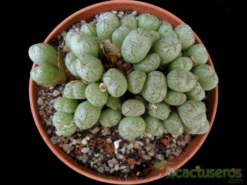 Una foto de Conophytum ficiforme